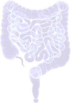 male intestine